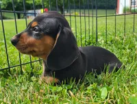 AKC IKE, a male Miniature Dachshund for sale in Richfield, PA – 2 of 2