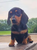 AKC IGOR, a male Miniature Dachshund for sale in Richfield, PA – 5 of 10