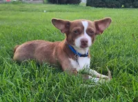 AKC Shirley, a female Chihuahua for sale in Richfield, PA – 5 of 5