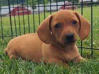 AKC Ishmael, a male Miniature Dachshund for sale in Richfield, PA – 2 of 5