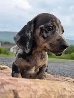AKC JAZZ, a female Miniature Dachshund for sale in Richfield, PA – 3 of 5