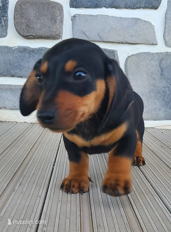 AKC Izzie – Miniature Dachshund puppy for sale in Richfield, PA
