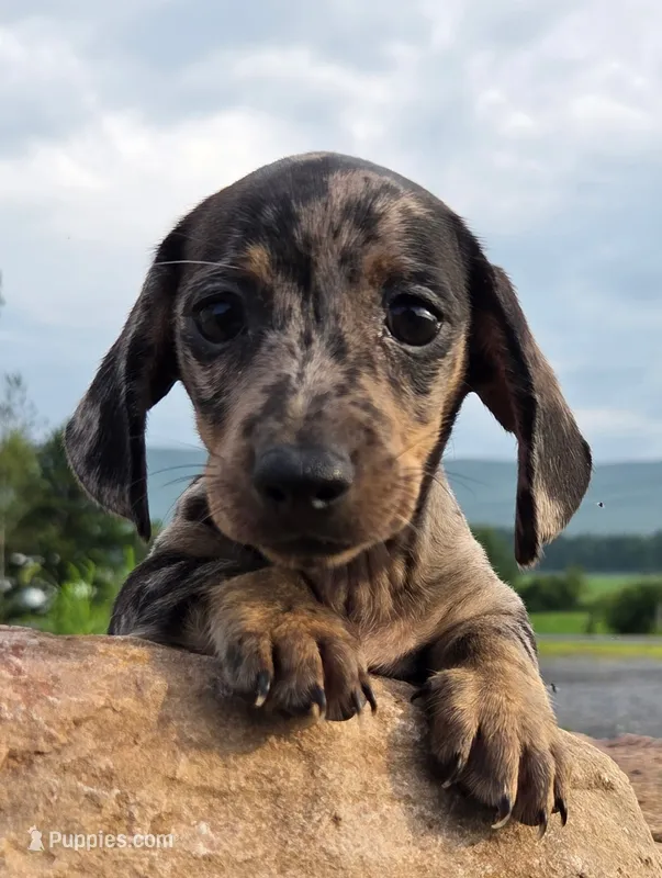 AKC JAZZ – Miniature Dachshund puppy for sale in Richfield, PA