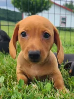 AKC Ishmael, a male Miniature Dachshund for sale in Richfield, PA – 4 of 5