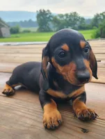 AKC IGOR, a male Miniature Dachshund for sale in Richfield, PA – 1 of 10