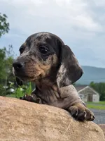 AKC JAZZ, a female Miniature Dachshund for sale in Richfield, PA – 2 of 5