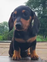 AKC IGOR, a male Miniature Dachshund for sale in Richfield, PA – 2 of 10