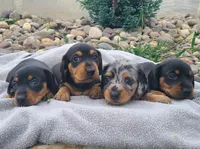 AKC Kasper, a male Miniature Dachshund for sale in Richfield, PA – 2 of 4