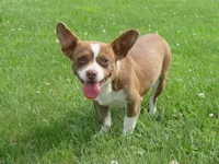 AKC Shirley, a female Chihuahua for sale in Richfield, PA – 2 of 5