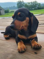 AKC IGOR, a male Miniature Dachshund for sale in Richfield, PA – 3 of 10