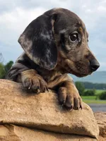 AKC JAZZ, a female Miniature Dachshund for sale in Richfield, PA – 4 of 5