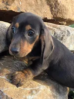 AKC JOHNNY, a male Miniature Dachshund for sale in Richfield, PA – 3 of 4