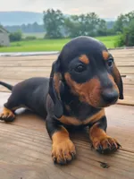 AKC IGOR, a male Miniature Dachshund for sale in Richfield, PA – 8 of 10