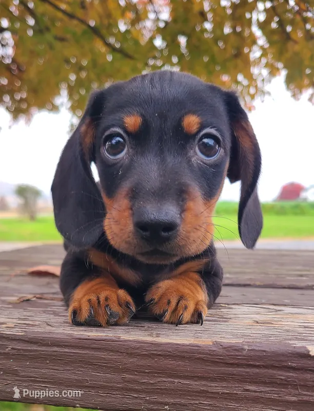 AKC Kasper – Miniature Dachshund puppy for sale in Richfield, PA