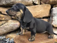 AKC JESSIE, a female Miniature Dachshund for sale in Richfield, PA – 3 of 4