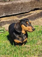 AKC Kipper, a male Miniature Dachshund for sale in Richfield, PA – 7 of 7