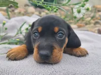 AKC Kasper, a male Miniature Dachshund for sale in Richfield, PA – 1 of 4