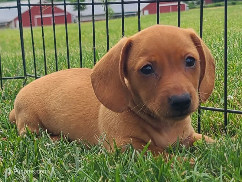AKC Ishmael – Miniature Dachshund puppy for sale in Richfield, PA
