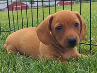 AKC Ishmael, a male Miniature Dachshund for sale in Richfield, PA – 1 of 5