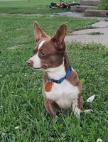 AKC Shirley, a female Chihuahua for sale in Richfield, PA – 4 of 5