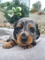 AKC Kipper, a male Miniature Dachshund for sale in Richfield, PA – 2 of 7