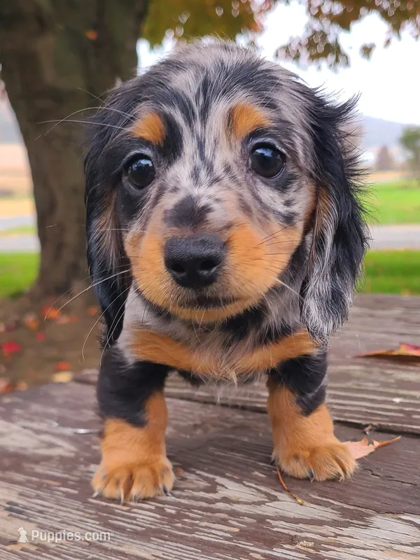AKC Kipper – Miniature Dachshund puppy for sale in Richfield, PA