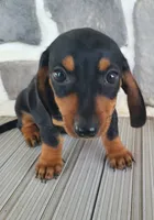 AKC Izzie, a female Miniature Dachshund for sale in Richfield, PA – 2 of 3