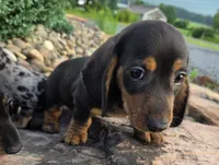 AKC JOHNNY, a male Miniature Dachshund for sale in Richfield, PA – 2 of 4