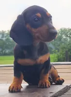 AKC IGOR, a male Miniature Dachshund for sale in Richfield, PA – 4 of 10