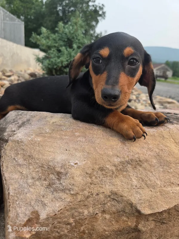 AKC IGOR – Miniature Dachshund puppy for sale in Richfield, PA