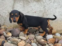 AKC IGOR, a male Miniature Dachshund for sale in Richfield, PA – 7 of 10
