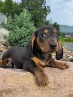 AKC JOHNNY, a male Miniature Dachshund for sale in Richfield, PA – 4 of 4