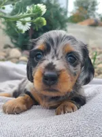 AKC Kipper, a male Miniature Dachshund for sale in Richfield, PA – 1 of 7