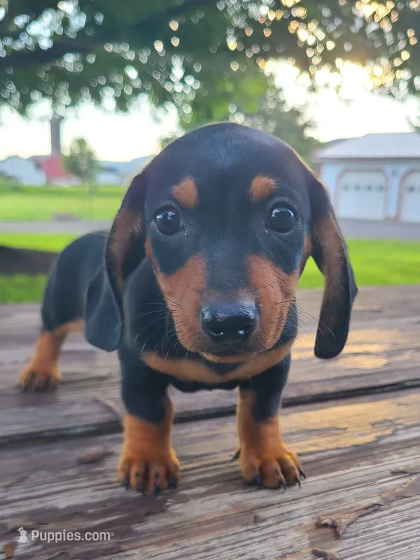 AKC IKE – Miniature Dachshund puppy for sale in Richfield, PA