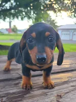 AKC IKE, a male Miniature Dachshund for sale in Richfield, PA – 1 of 2