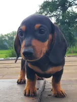 AKC IGOR, a male Miniature Dachshund for sale in Richfield, PA – 6 of 10