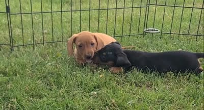 AKC Ishmael, a male Miniature Dachshund for sale in Richfield, PA – 5 of 5