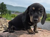 AKC JESSIE, a female Miniature Dachshund for sale in Richfield, PA – 2 of 4