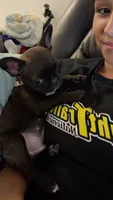 Drago, a male French Bulldog for sale in Shallotte, NC – 1 of 3