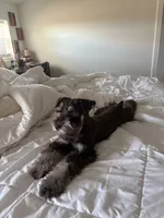 Eva, a female Miniature Schnauzer for sale in Orlando, FL – Photo 2 of 3