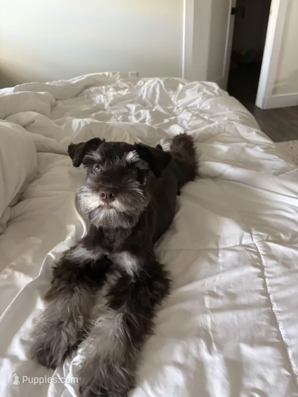 Eva – Miniature Schnauzer puppy for sale in Orlando, FL