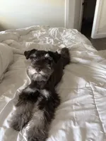 Eva, a female Miniature Schnauzer for sale in Orlando, FL – Photo 1 of 3