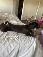 Eva, a female Miniature Schnauzer for sale in Orlando, FL – Photo 3 of 3