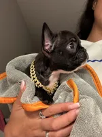 Drago, a male French Bulldog for sale in Shallotte, NC – 2 of 3