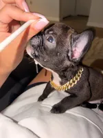 Drago, a male French Bulldog for sale in Shallotte, NC – 3 of 3