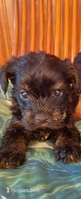 Benson  – Yorkshire Terrier puppy for sale in Karnak, IL