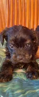 Benson , a male Yorkshire Terrier for sale in Karnak, IL – 3 of 3