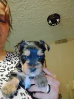 Bruno, a male Yorkshire Terrier for sale in Karnak, IL – 2 of 3