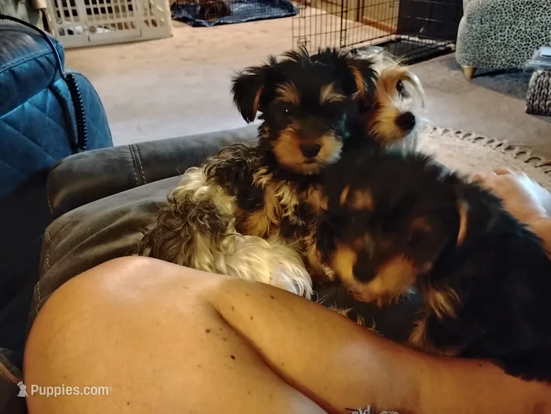 Macey – Yorkshire Terrier puppy for sale in Karnak, IL