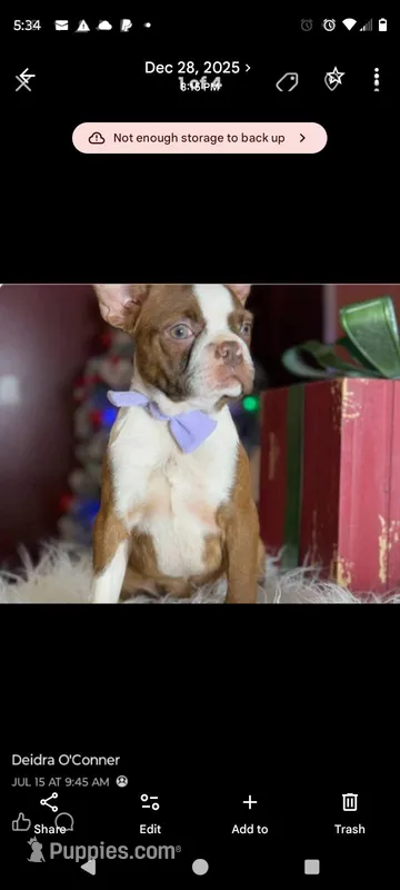 Ginger  – Boston Terrier puppy for sale in Karnak, IL